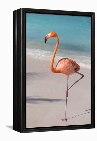 Flamingo on Flamingo Beach, Renaissance Island, Oranjestad, Aruba, Lesser Antilles-Jane Sweeney-Framed Premier Image Canvas