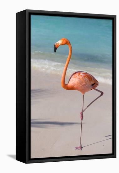 Flamingo on Flamingo Beach, Renaissance Island, Oranjestad, Aruba, Lesser Antilles-Jane Sweeney-Framed Premier Image Canvas