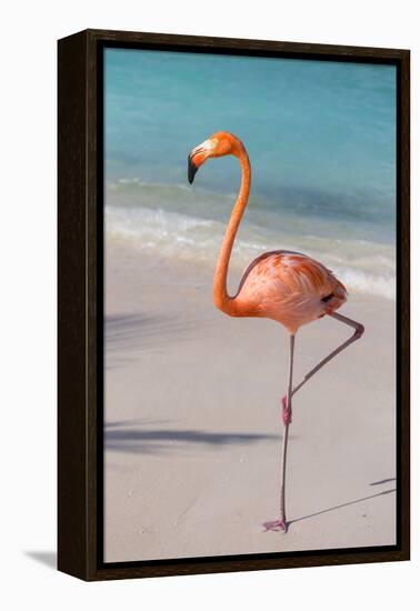 Flamingo on Flamingo Beach, Renaissance Island, Oranjestad, Aruba, Lesser Antilles-Jane Sweeney-Framed Premier Image Canvas