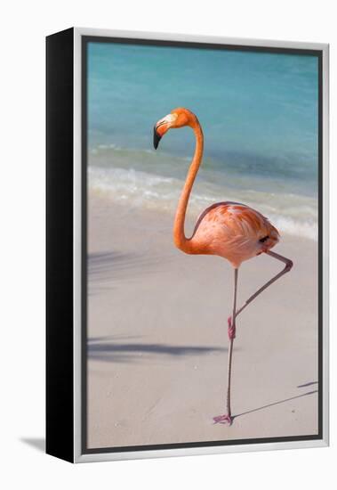 Flamingo on Flamingo Beach, Renaissance Island, Oranjestad, Aruba, Lesser Antilles-Jane Sweeney-Framed Premier Image Canvas