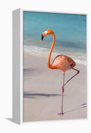 Flamingo on Flamingo Beach, Renaissance Island, Oranjestad, Aruba, Lesser Antilles-Jane Sweeney-Framed Premier Image Canvas