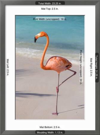 Flamingo On Flamingo Beach Renaissance Island Oranjestad Aruba Lesser Antilles Photographic Print Jane Sweeney Art Com