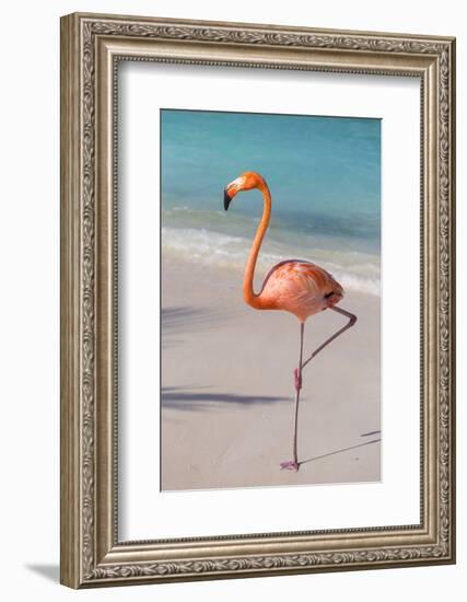 Flamingo on Flamingo Beach, Renaissance Island, Oranjestad, Aruba, Lesser Antilles-Jane Sweeney-Framed Photographic Print