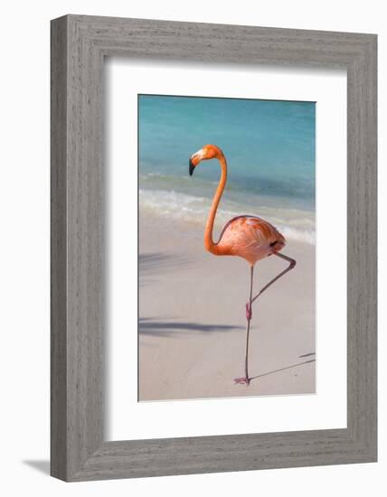 Flamingo on Flamingo Beach, Renaissance Island, Oranjestad, Aruba, Lesser Antilles-Jane Sweeney-Framed Photographic Print