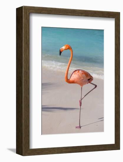 Flamingo on Flamingo Beach, Renaissance Island, Oranjestad, Aruba, Lesser Antilles-Jane Sweeney-Framed Photographic Print