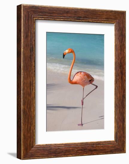 Flamingo on Flamingo Beach, Renaissance Island, Oranjestad, Aruba, Lesser Antilles-Jane Sweeney-Framed Photographic Print