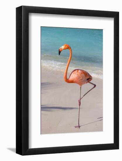 Flamingo on Flamingo Beach, Renaissance Island, Oranjestad, Aruba, Lesser Antilles-Jane Sweeney-Framed Photographic Print