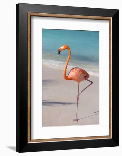 Flamingo on Flamingo Beach, Renaissance Island, Oranjestad, Aruba, Lesser Antilles-Jane Sweeney-Framed Photographic Print