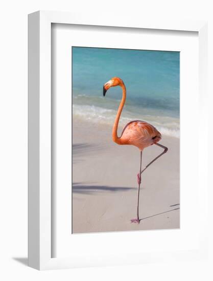 Flamingo on Flamingo Beach, Renaissance Island, Oranjestad, Aruba, Lesser Antilles-Jane Sweeney-Framed Photographic Print