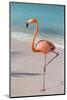 Flamingo on Flamingo Beach, Renaissance Island, Oranjestad, Aruba, Lesser Antilles-Jane Sweeney-Mounted Photographic Print