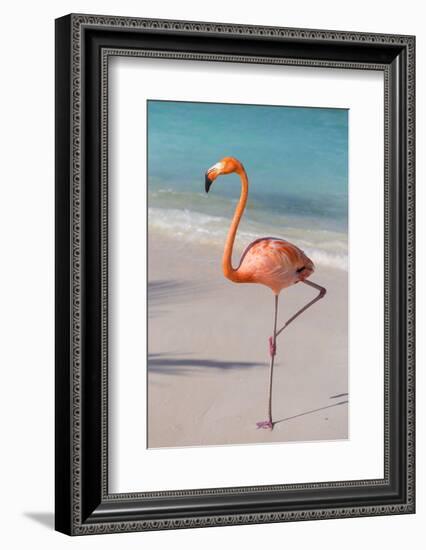 Flamingo on Flamingo Beach, Renaissance Island, Oranjestad, Aruba, Lesser Antilles-Jane Sweeney-Framed Photographic Print