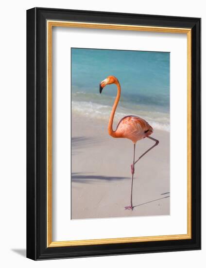 Flamingo on Flamingo Beach, Renaissance Island, Oranjestad, Aruba, Lesser Antilles-Jane Sweeney-Framed Photographic Print