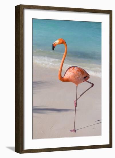 Flamingo on Flamingo Beach, Renaissance Island, Oranjestad, Aruba, Lesser Antilles-Jane Sweeney-Framed Premium Photographic Print