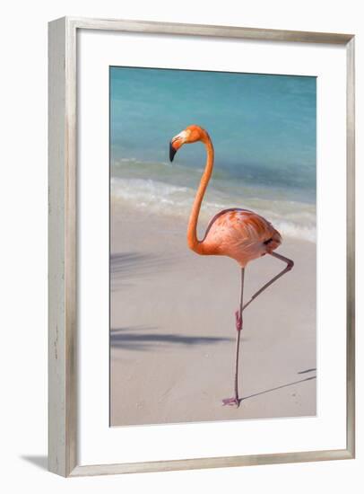 Flamingo on Flamingo Beach, Renaissance Island, Oranjestad, Aruba, Lesser Antilles-Jane Sweeney-Framed Premium Photographic Print