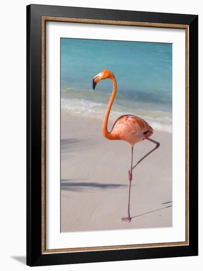 Flamingo on Flamingo Beach, Renaissance Island, Oranjestad, Aruba, Lesser Antilles-Jane Sweeney-Framed Photographic Print