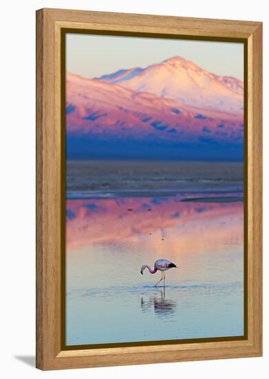 Flamingo, Pink Sunset above Atacama Desert-longtaildog-Framed Premier Image Canvas