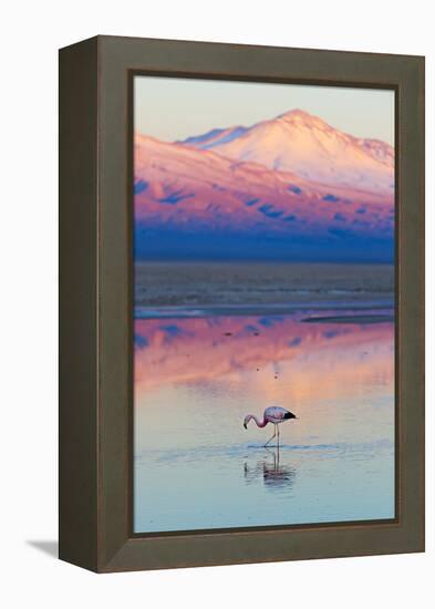 Flamingo, Pink Sunset above Atacama Desert-longtaildog-Framed Premier Image Canvas