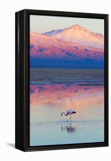 Flamingo, Pink Sunset above Atacama Desert-longtaildog-Framed Premier Image Canvas