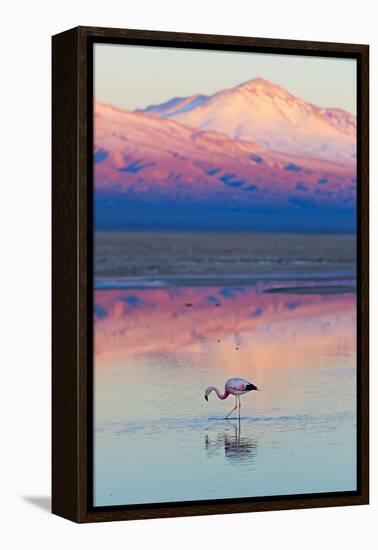 Flamingo, Pink Sunset above Atacama Desert-longtaildog-Framed Premier Image Canvas