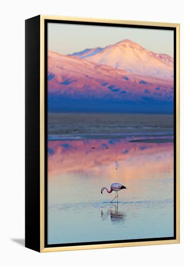 Flamingo, Pink Sunset above Atacama Desert-longtaildog-Framed Premier Image Canvas