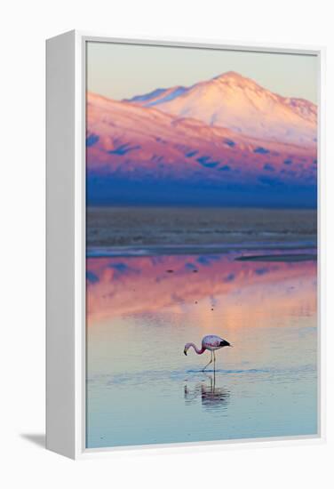 Flamingo, Pink Sunset above Atacama Desert-longtaildog-Framed Premier Image Canvas