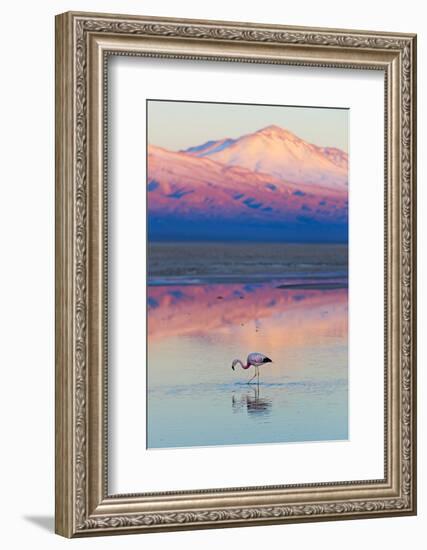 Flamingo, Pink Sunset above Atacama Desert-longtaildog-Framed Photographic Print