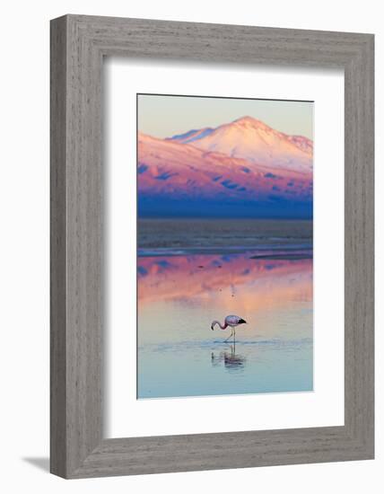 Flamingo, Pink Sunset above Atacama Desert-longtaildog-Framed Photographic Print