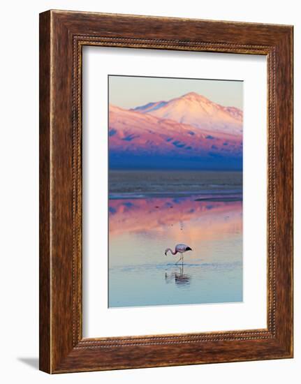 Flamingo, Pink Sunset above Atacama Desert-longtaildog-Framed Photographic Print