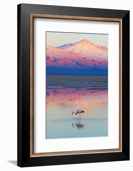 Flamingo, Pink Sunset above Atacama Desert-longtaildog-Framed Photographic Print