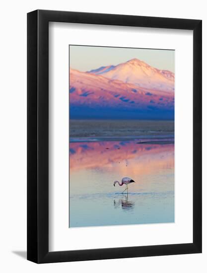 Flamingo, Pink Sunset above Atacama Desert-longtaildog-Framed Photographic Print
