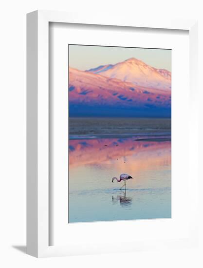 Flamingo, Pink Sunset above Atacama Desert-longtaildog-Framed Photographic Print