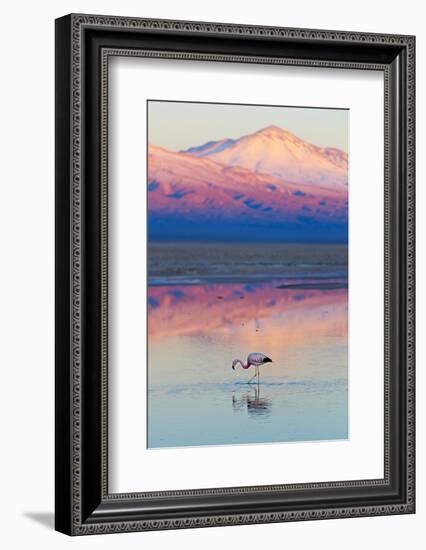 Flamingo, Pink Sunset above Atacama Desert-longtaildog-Framed Photographic Print