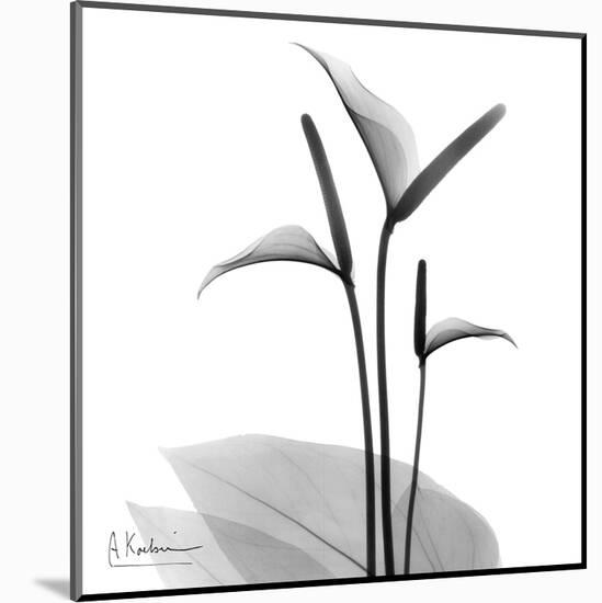 Flamingo Plant Black and White-Albert Koetsier-Mounted Art Print