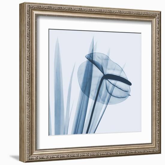 Flamingo Plant in Blue-Albert Koetsier-Framed Art Print