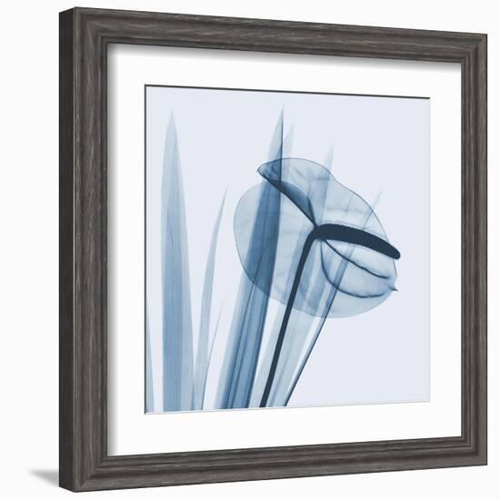 Flamingo Plant in Blue-Albert Koetsier-Framed Art Print