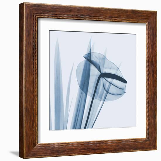 Flamingo Plant in Blue-Albert Koetsier-Framed Art Print