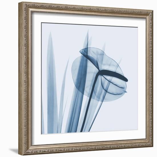 Flamingo Plant in Blue-Albert Koetsier-Framed Art Print