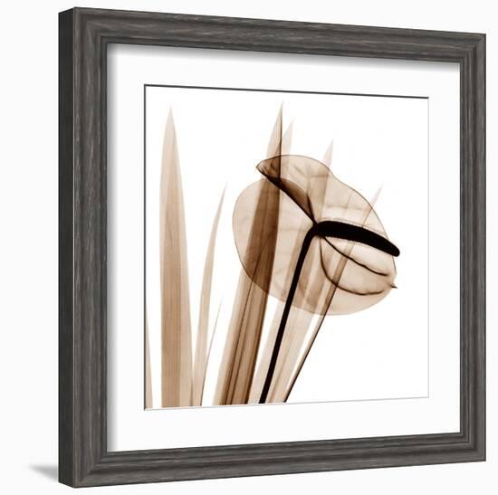 Flamingo Plant in Sienna-Albert Koetsier-Framed Art Print