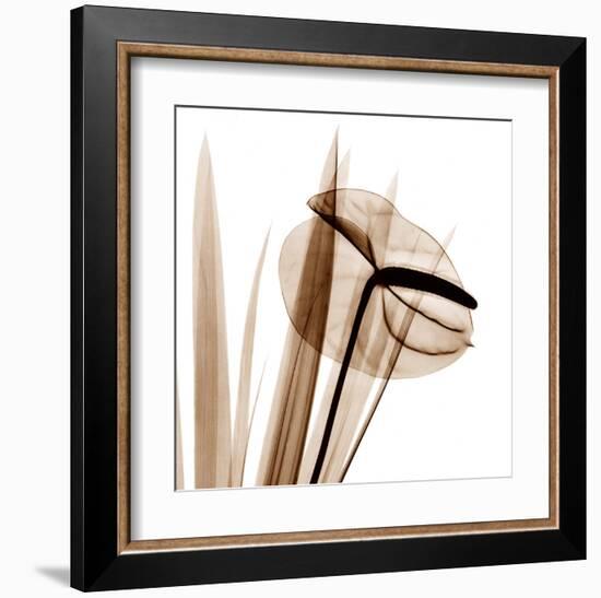 Flamingo Plant in Sienna-Albert Koetsier-Framed Art Print