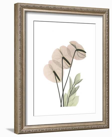 Flamingo Portrait-Albert Koetsier-Framed Premium Giclee Print