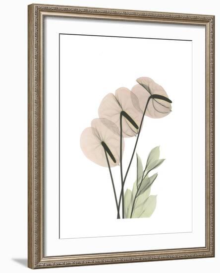 Flamingo Portrait-Albert Koetsier-Framed Premium Giclee Print