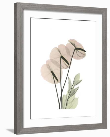 Flamingo Portrait-Albert Koetsier-Framed Premium Giclee Print