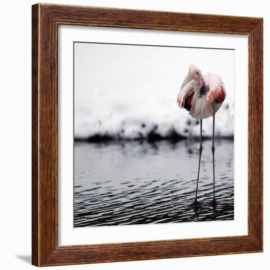 Flamingo Seen in the Snow-Covered Outdoor Enclosure of the 'Hagenbeck' Zoo-null-Framed Photographic Print
