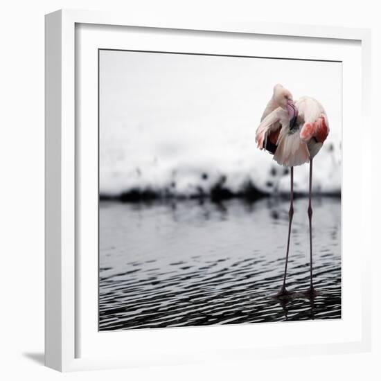 Flamingo Seen in the Snow-Covered Outdoor Enclosure of the 'Hagenbeck' Zoo-null-Framed Photographic Print