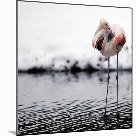 Flamingo Seen in the Snow-Covered Outdoor Enclosure of the 'Hagenbeck' Zoo-null-Mounted Photographic Print