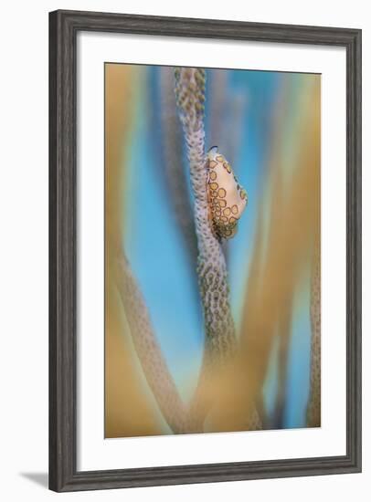 Flamingo Tongue Cowrie (Cyphoma Gibbosum) Feeding on Sea Rod Soft Corals-Alex Mustard-Framed Photographic Print