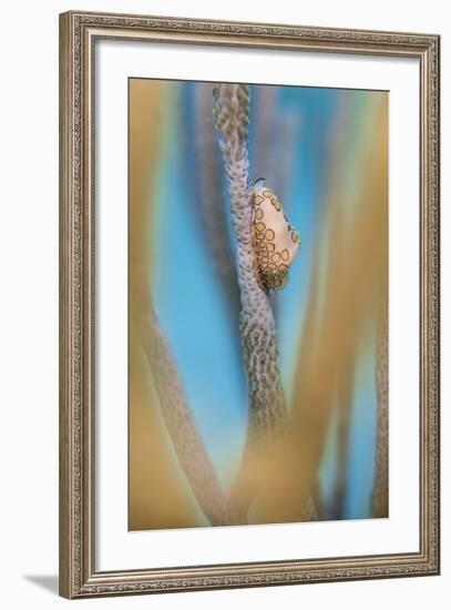 Flamingo Tongue Cowrie (Cyphoma Gibbosum) Feeding on Sea Rod Soft Corals-Alex Mustard-Framed Photographic Print