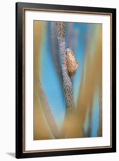 Flamingo Tongue Cowrie (Cyphoma Gibbosum) Feeding on Sea Rod Soft Corals-Alex Mustard-Framed Photographic Print