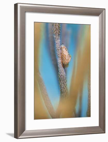 Flamingo Tongue Cowrie (Cyphoma Gibbosum) Feeding on Sea Rod Soft Corals-Alex Mustard-Framed Photographic Print