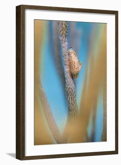 Flamingo Tongue Cowrie (Cyphoma Gibbosum) Feeding on Sea Rod Soft Corals-Alex Mustard-Framed Photographic Print